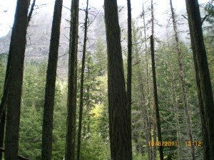 PineTree